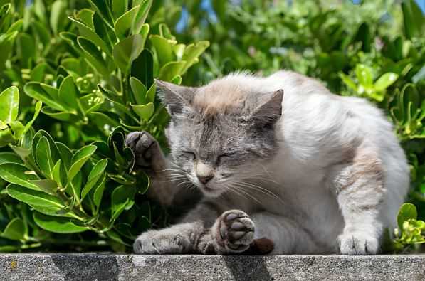 Potential Health Benefits of Sage for Felines