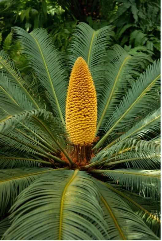 Identifying Toxic Components of Sago Palm