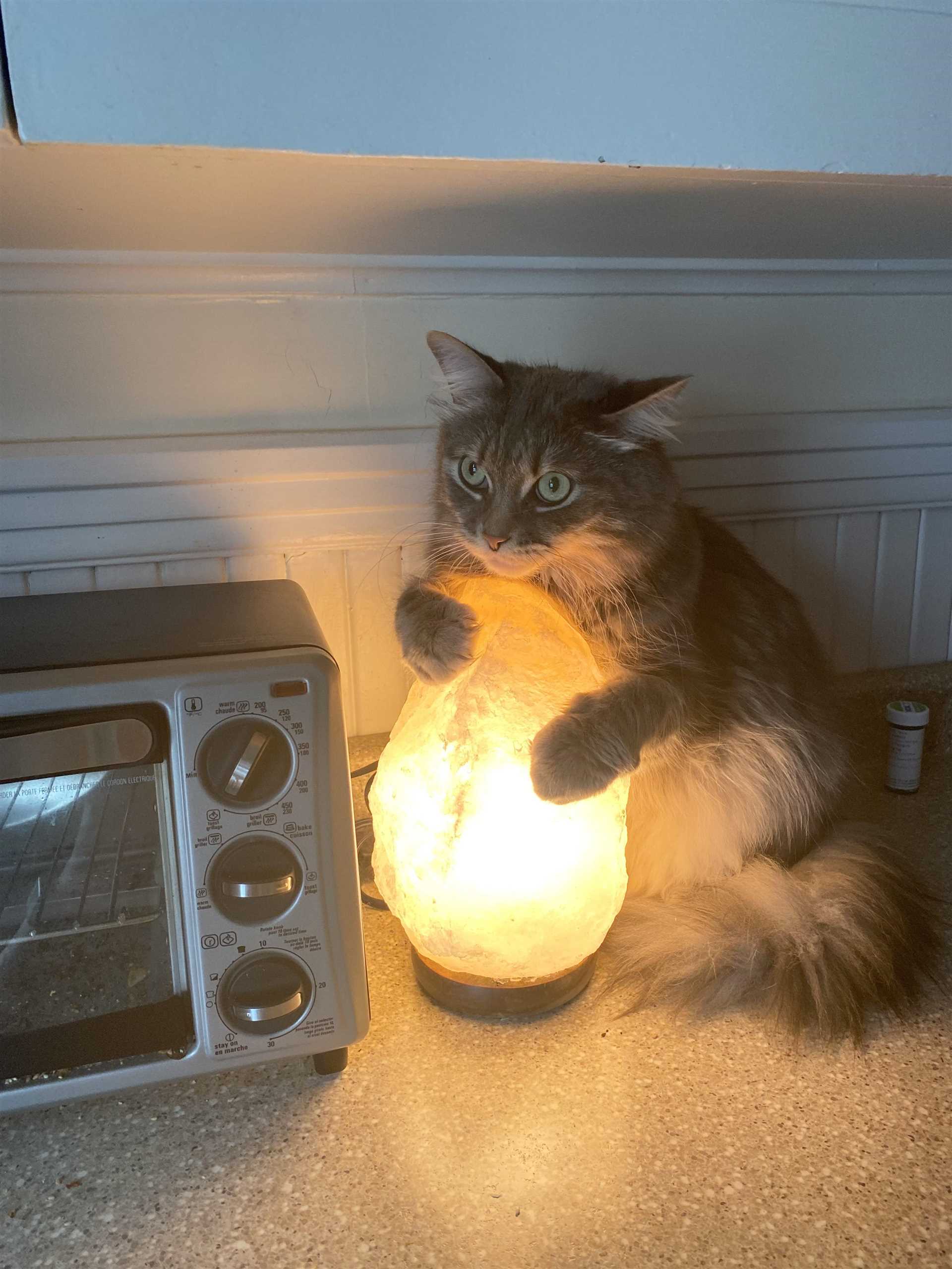 Understanding the Role of Sodium in a Cat's Diet