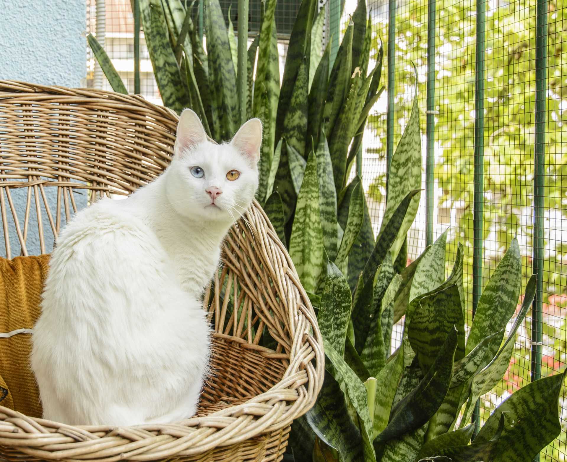 Symptoms of Sansevieria Poisoning in Cats