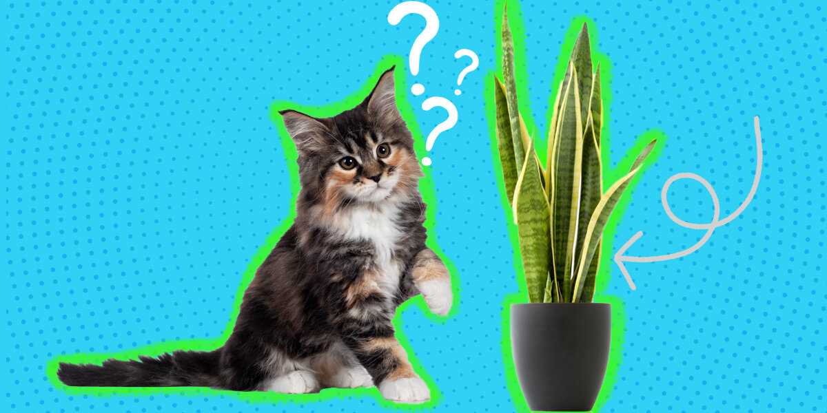 What to Do If Your Cat Ingests Sansevieria