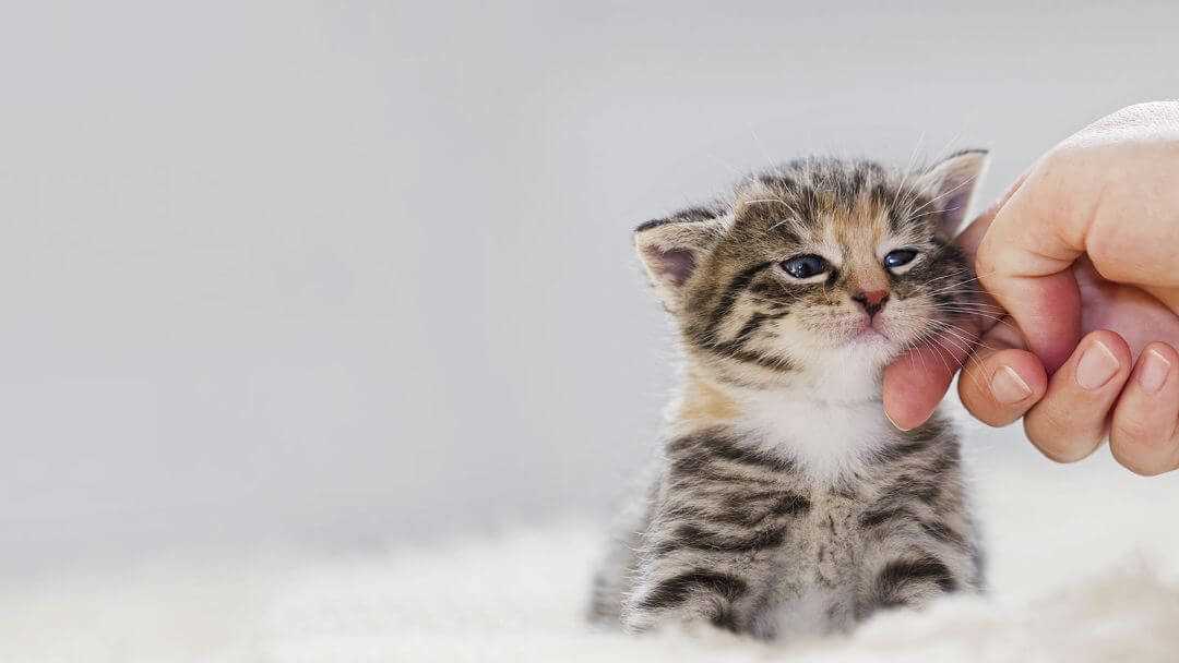 Behavioral Changes as Felines Mature