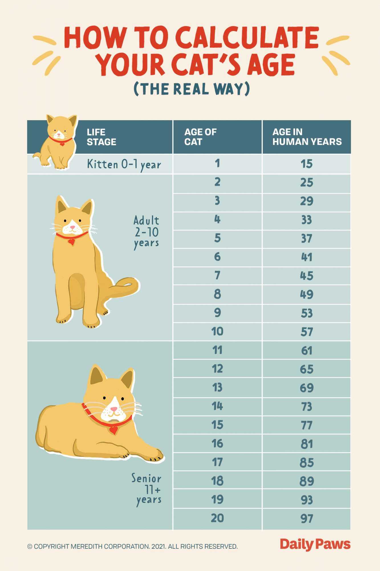 Understanding the Growth Stages of Young Felines
