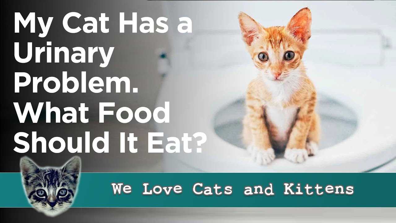 Hydration Tips to Support Feline Urinary Function