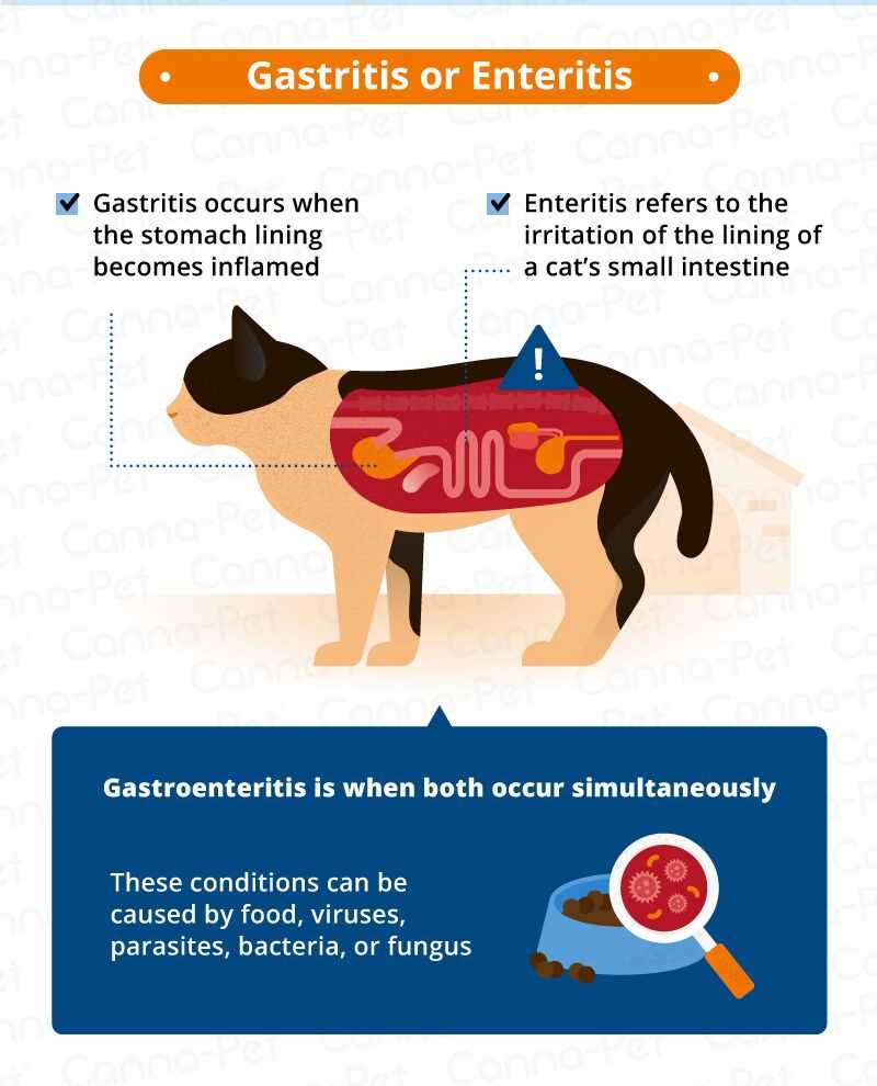 Identifying the Causes of Vomiting and Diarrhea in Cats
