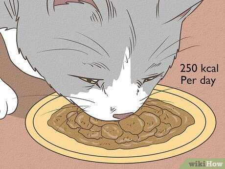 When to Consult a Veterinarian for Your Cat's Symptoms