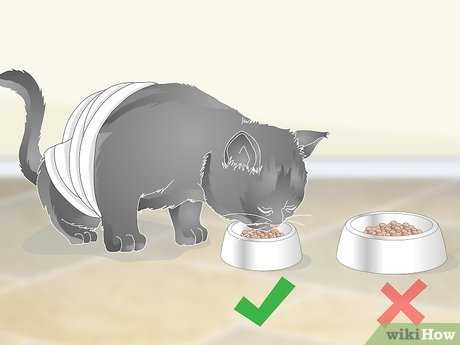 Medications and Supplements for Vomiting Cats
