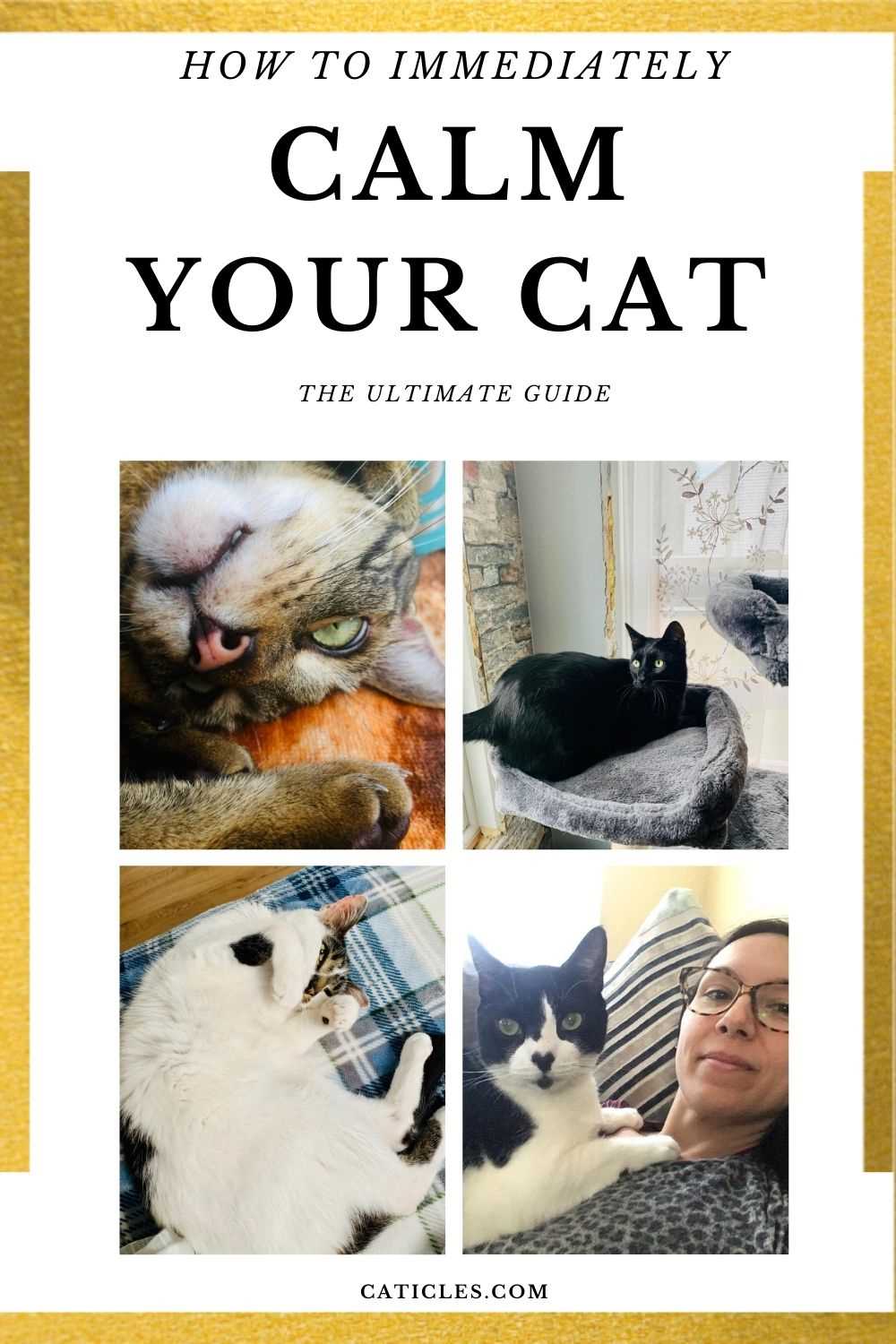 Herbal Remedies for Feline Anxiety