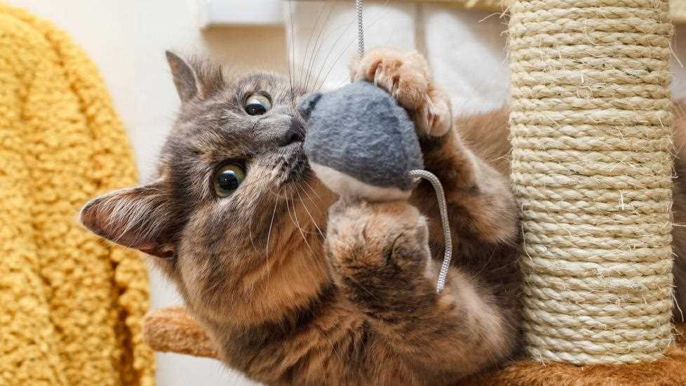 Homemade Chew Options for Your Cat