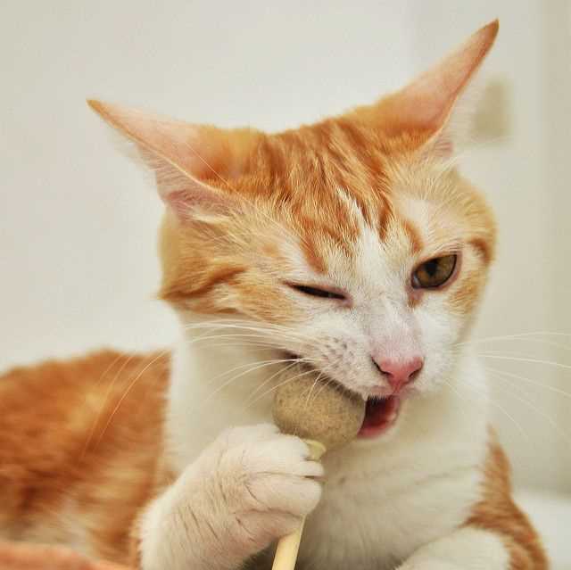 Signs Your Feline Friend Needs More Chewing Options
