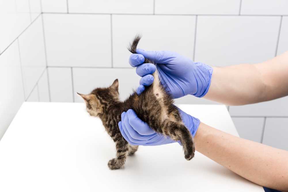 When to Consult a Veterinarian for Constipation Issues