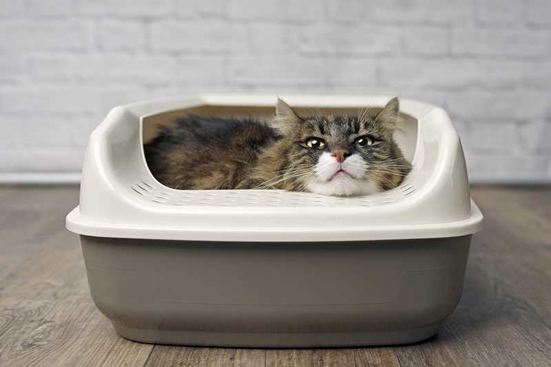 When to Consult a Veterinarian for Constipation Issues
