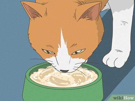 Hydration Solutions for Cats Experiencing Diarrhea