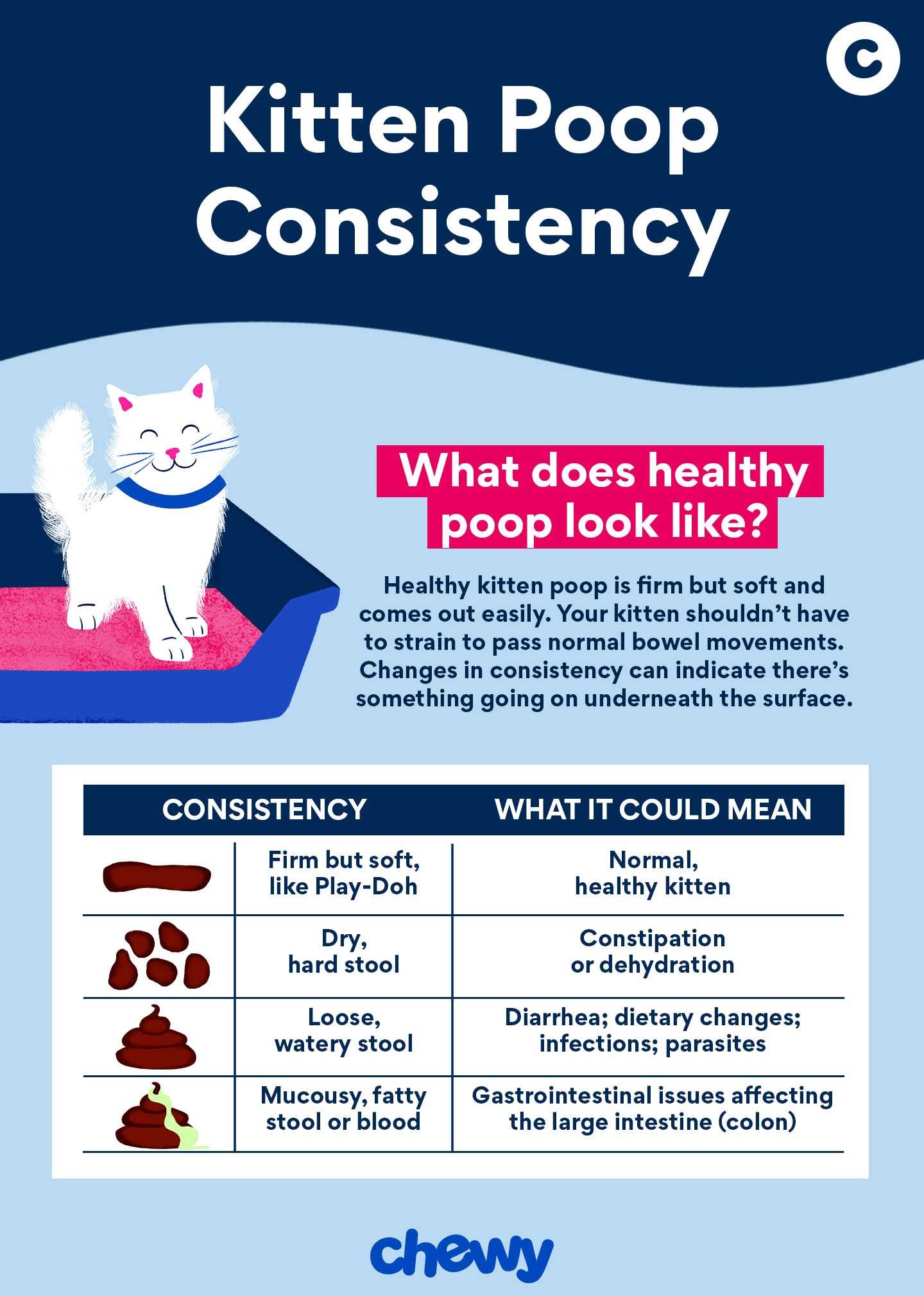 Identifying Signs of Constipation in Cats