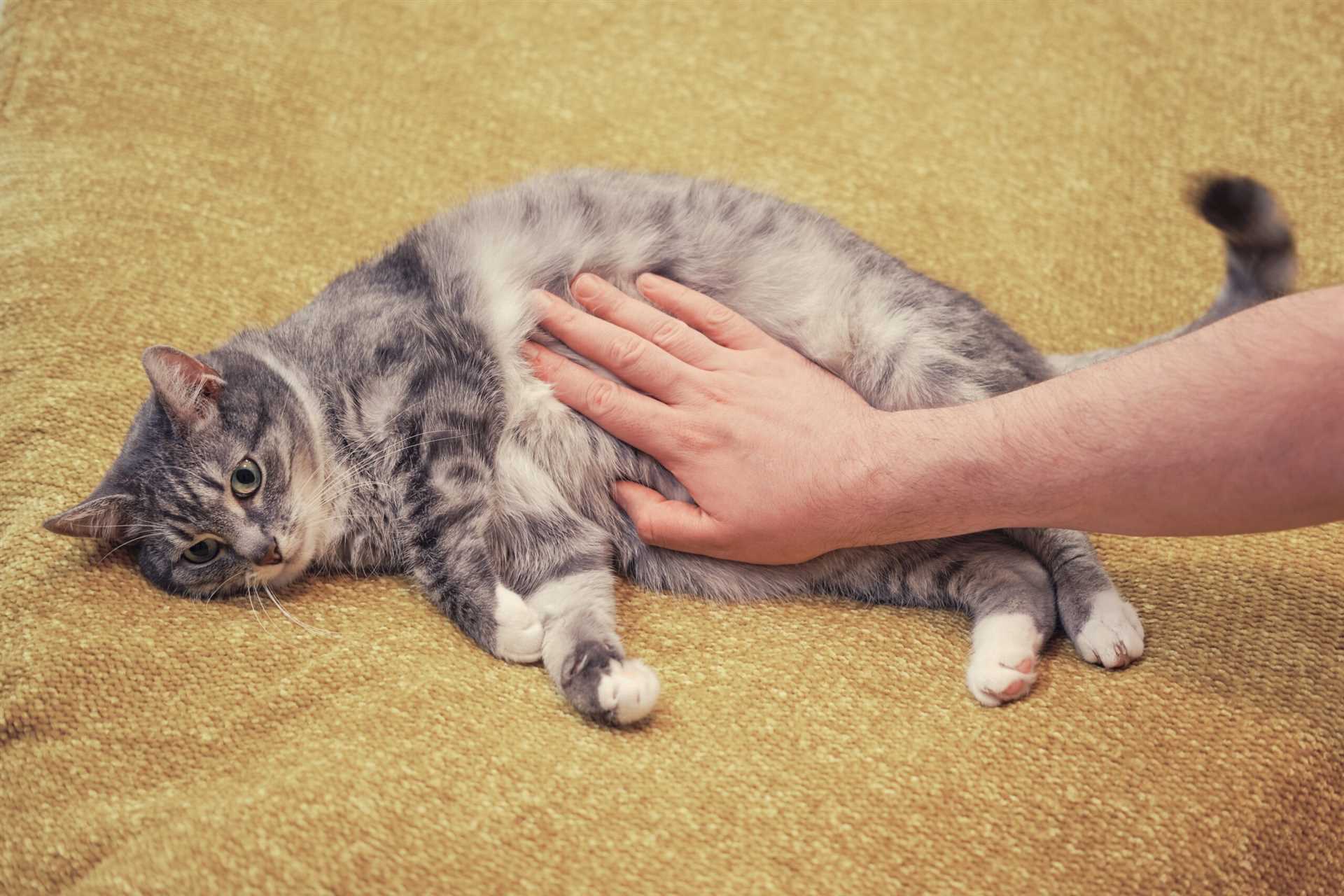 When to Consult a Veterinarian for Stomach Problems
