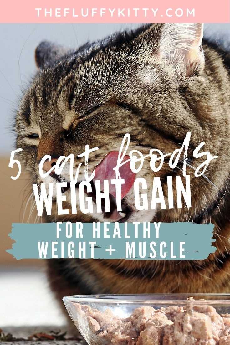 Monitoring Health and Weight Changes in Older Felines