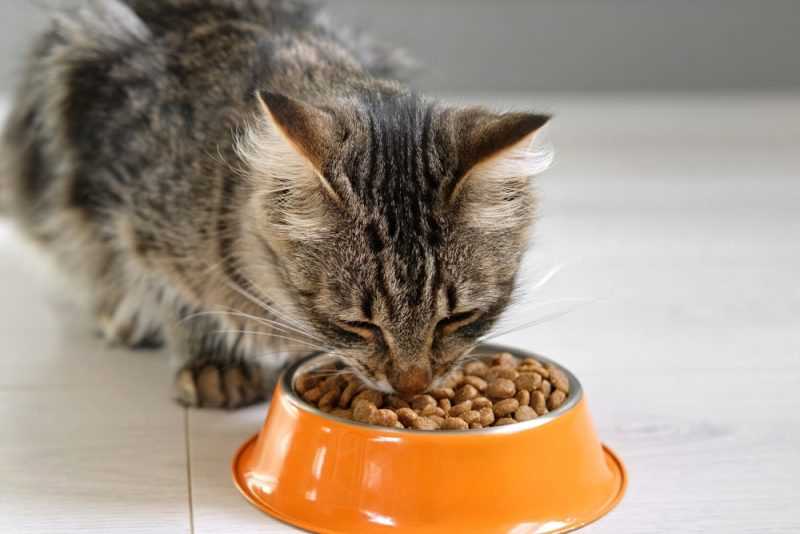 Protein-Rich Treats
