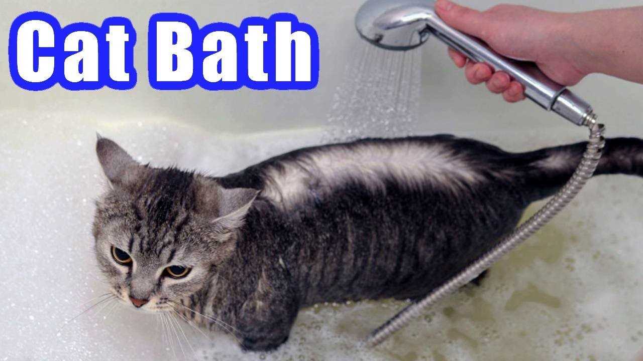 Tools for Bathing Your Feline Friend