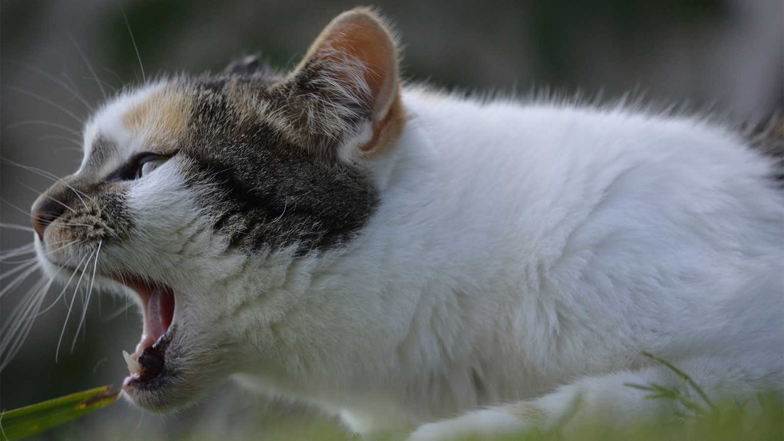Over-the-Counter Medications for Cats with Cough