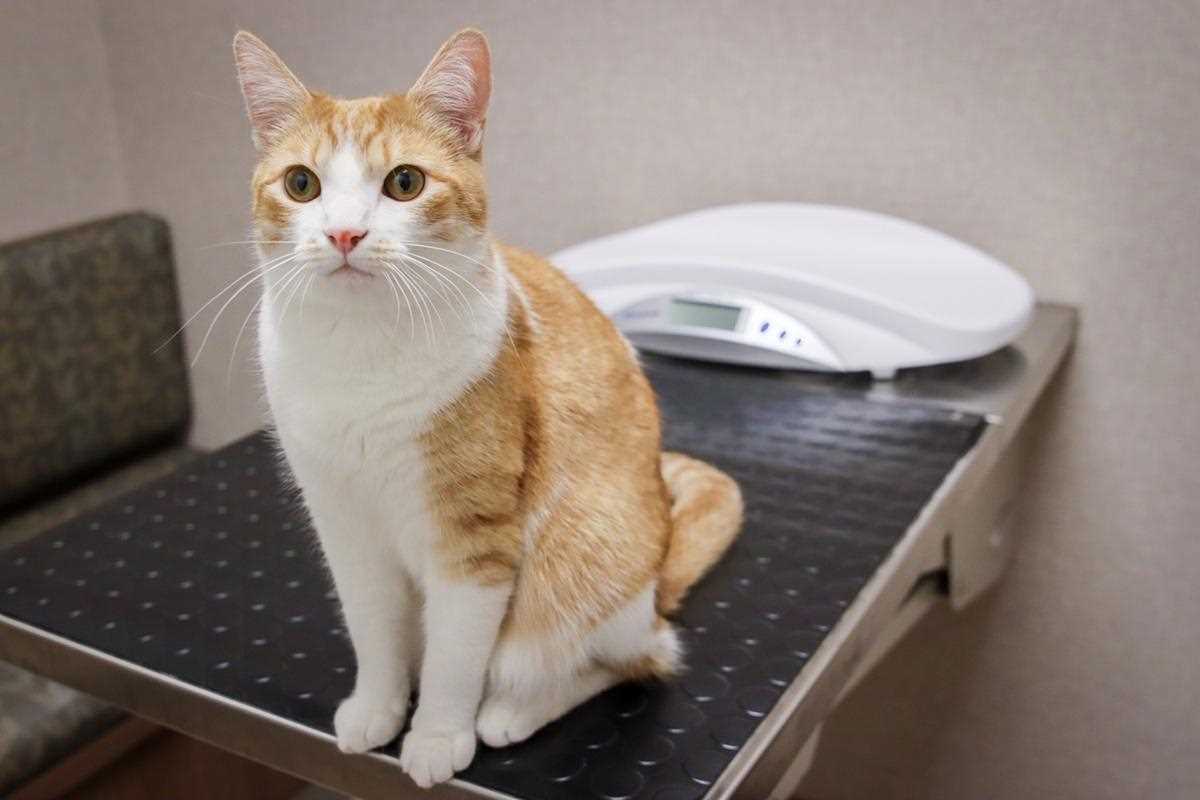 When to Consult a Veterinarian for Cat Stomach Issues