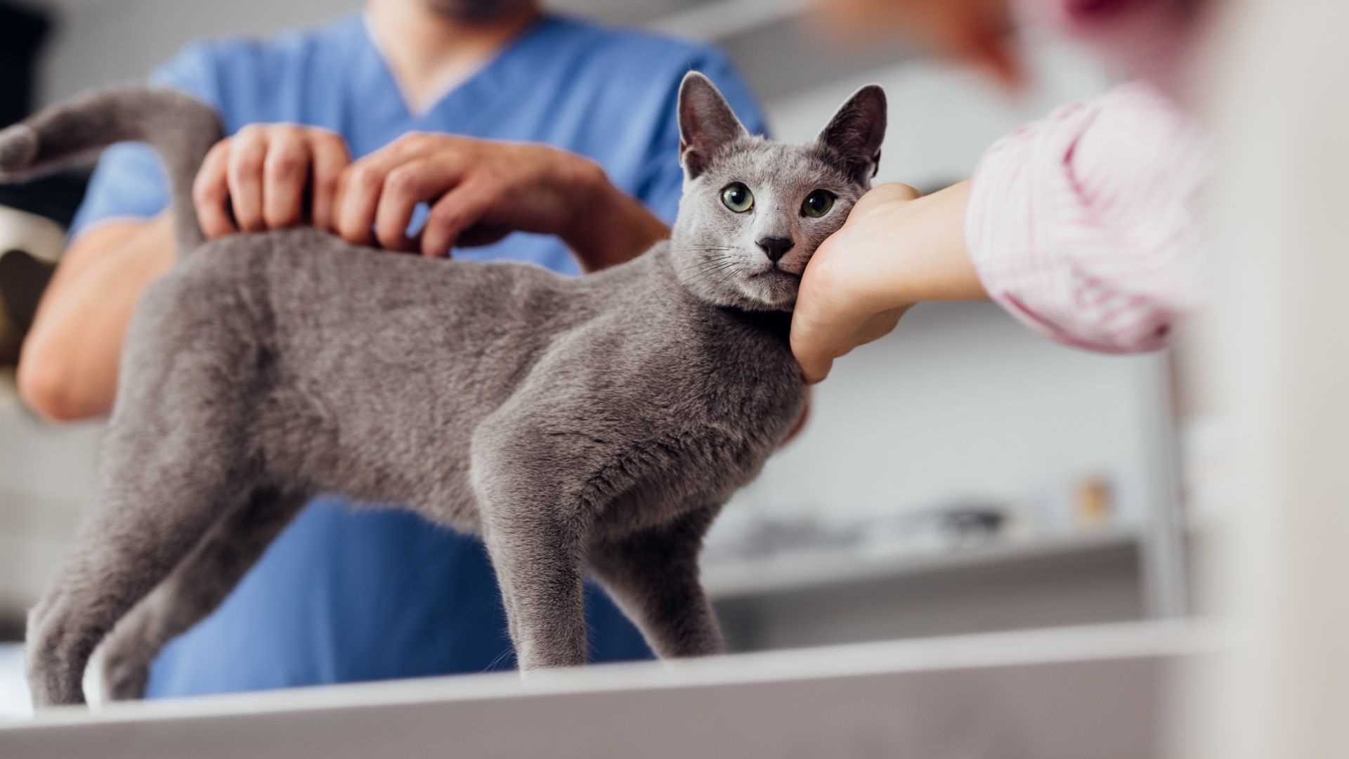 Best Commercial Foods for Cats with Digestive Problems