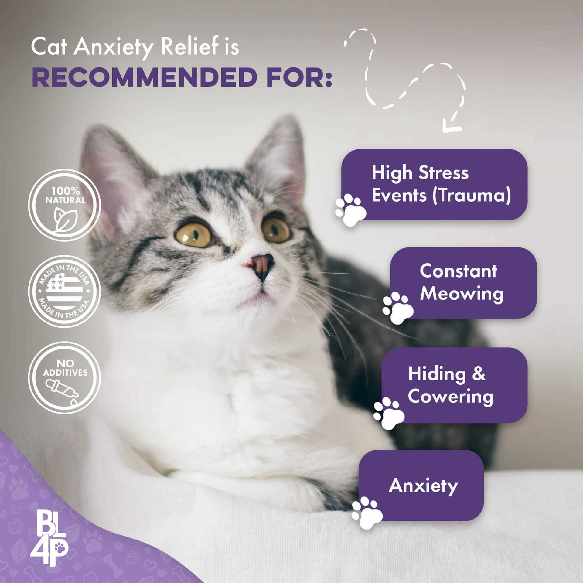 Behavioral Techniques to Calm an Anxious Cat