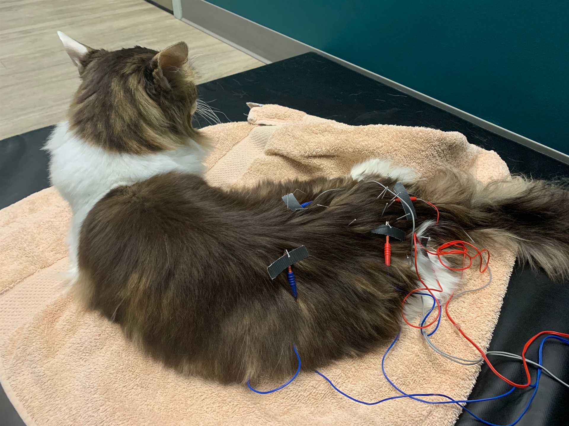 Understanding Arthritis in Cats