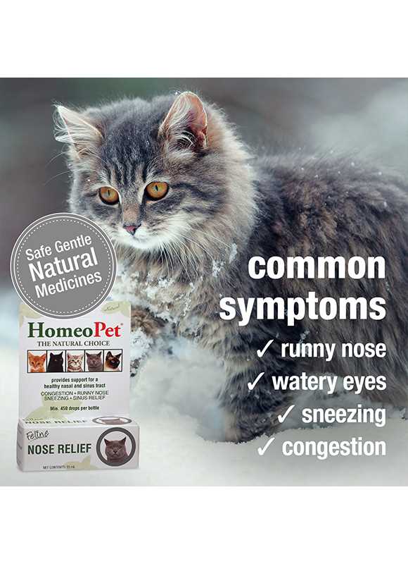 Home Remedies to Relieve Cat Congestion
