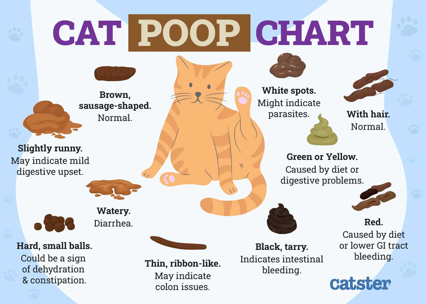 Natural Dietary Adjustments for Feline Digestive Health