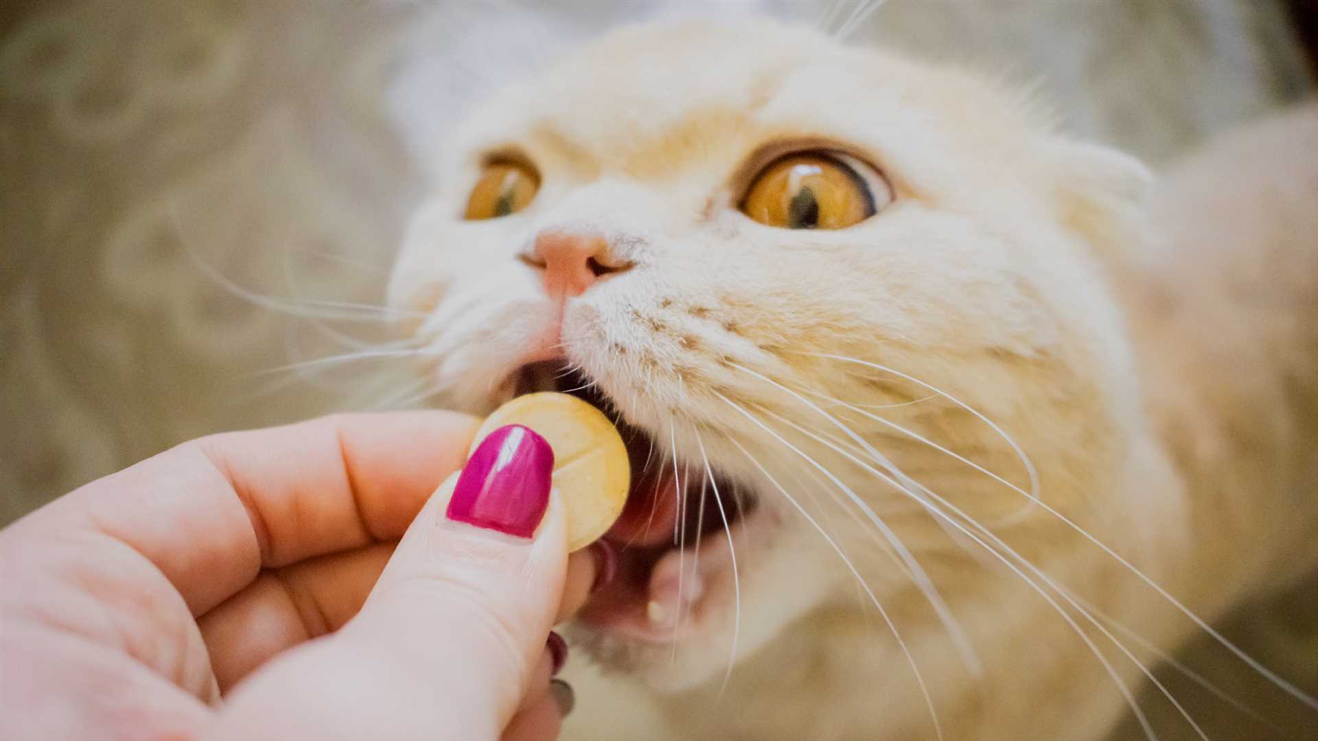 Regular Vet Check-ups