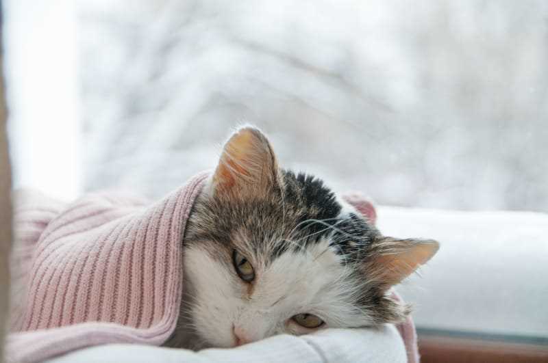 Safe Home Remedies for Feline Respiratory Infections