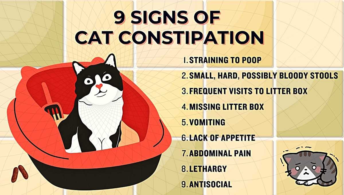 Hydration Techniques for a Constipated Cat
