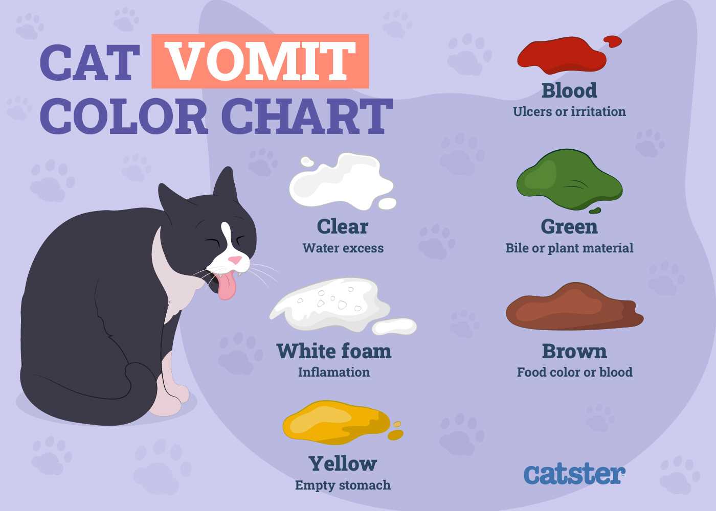Seeking Veterinary Help