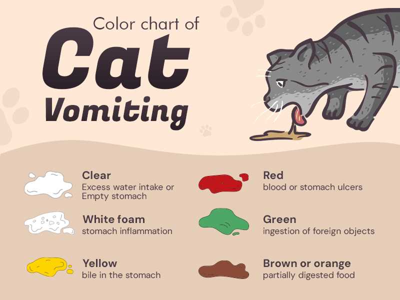 Appropriate Hydration Strategies for Vomiting Cats