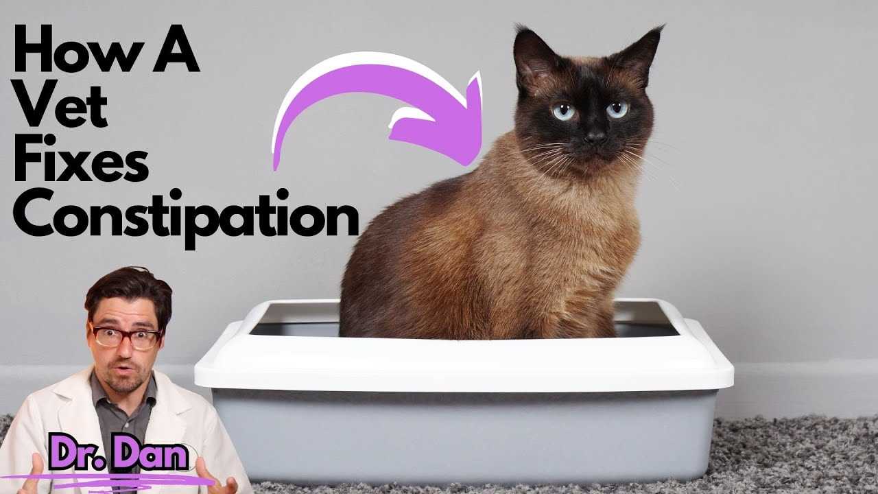 When to Consult a Veterinarian for Constipation Issues