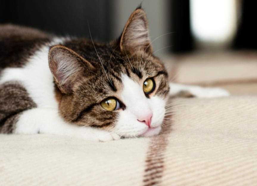 Safe Foods to Offer Your Cat