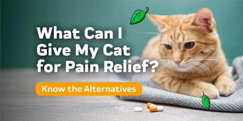 Glucosamine and Chondroitin