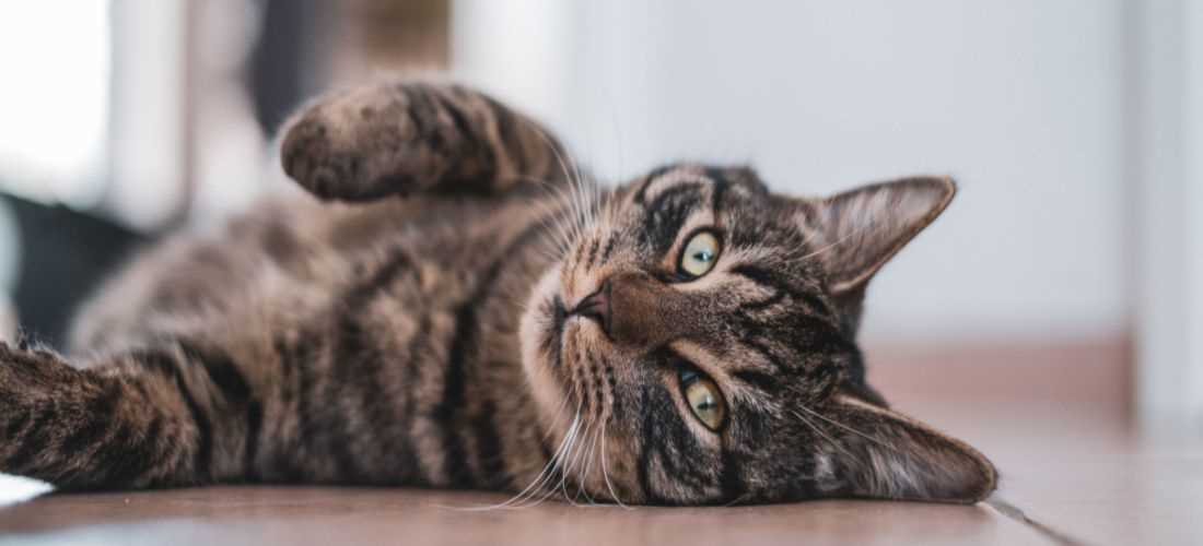 Prescription Medications: What Your Veterinarian Can Offer