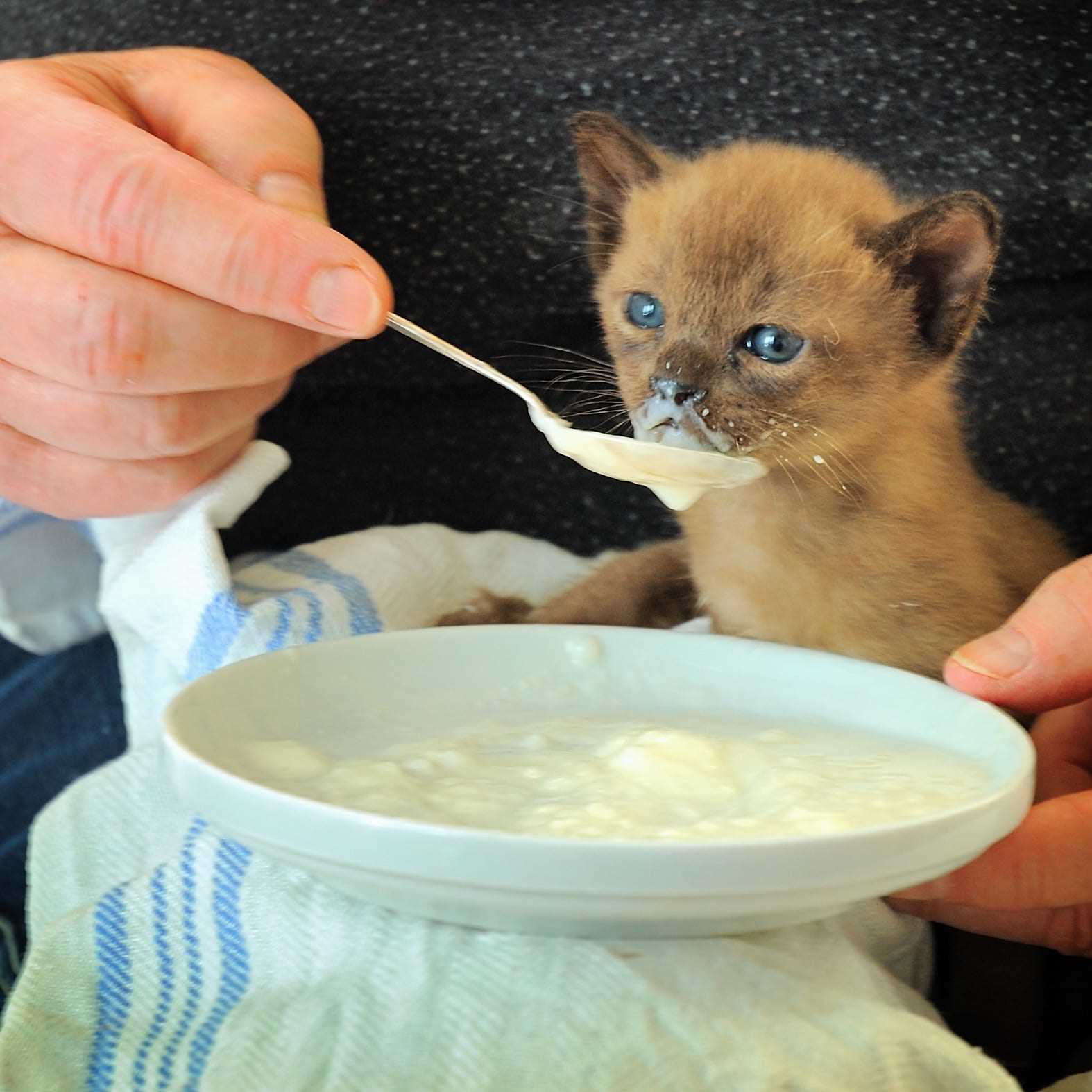Hydration Solutions for Dehydrated Felines