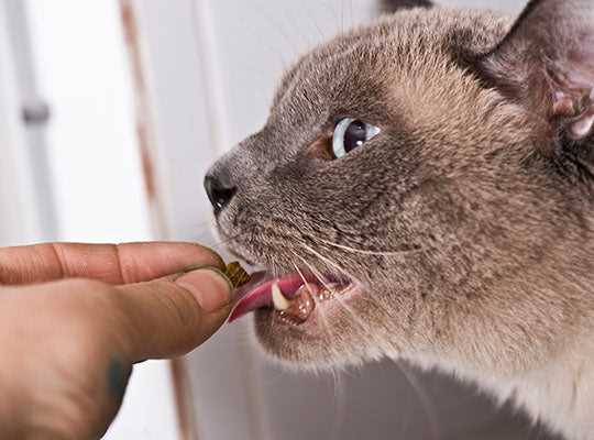Natural Remedies for Managing Cat Pain