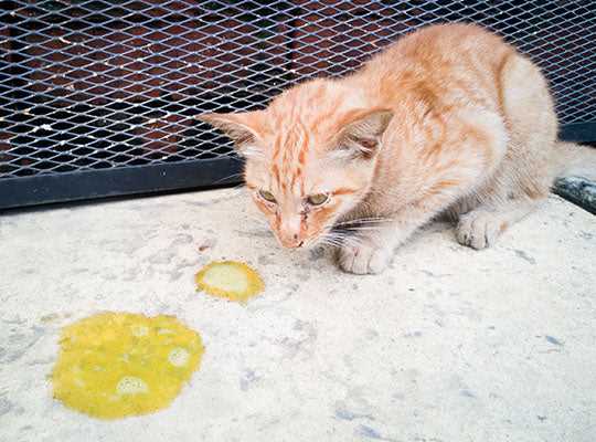 When to Consult a Veterinarian for Pain Management