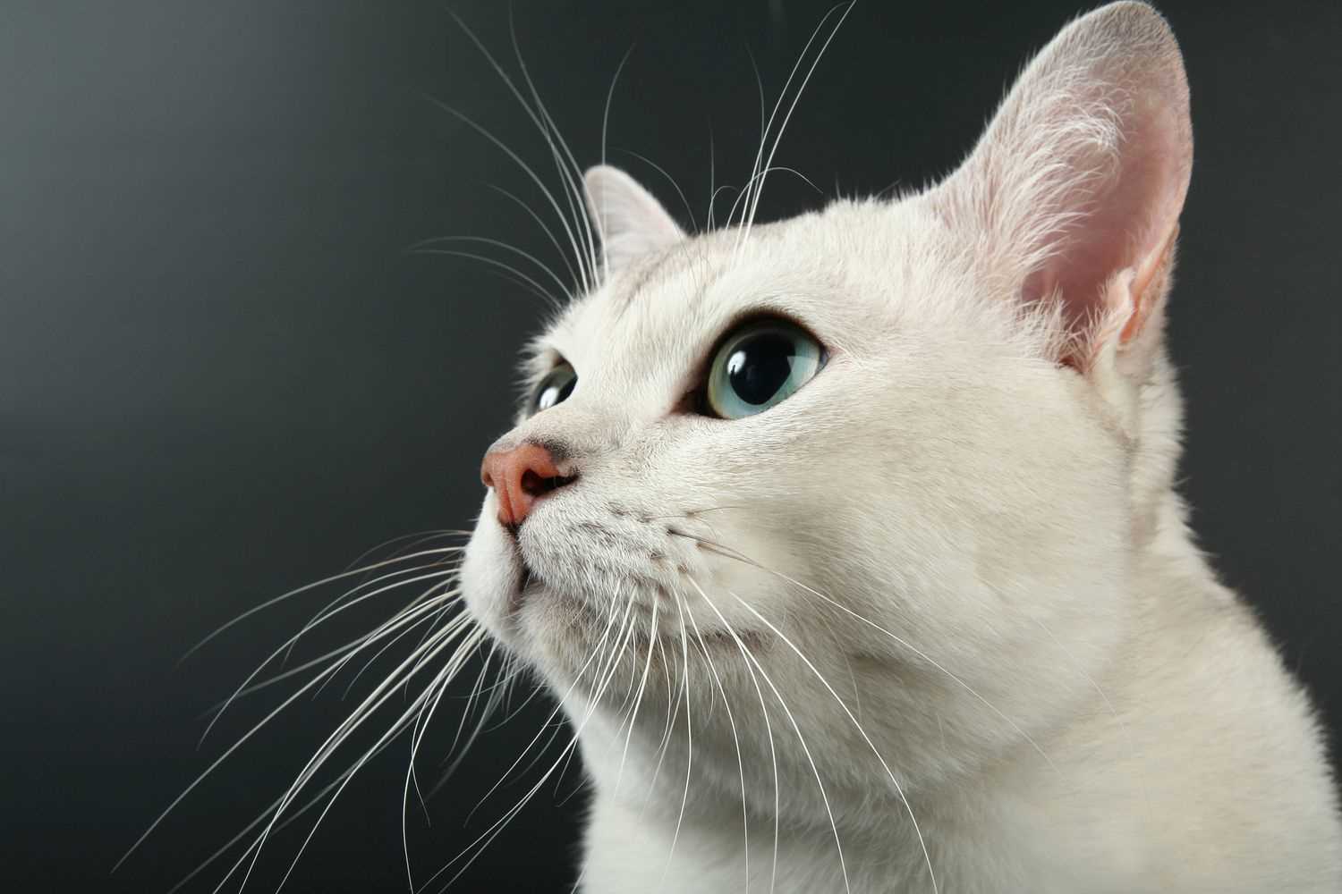 How Long Whiskers Affect a Cat's Spatial Awareness