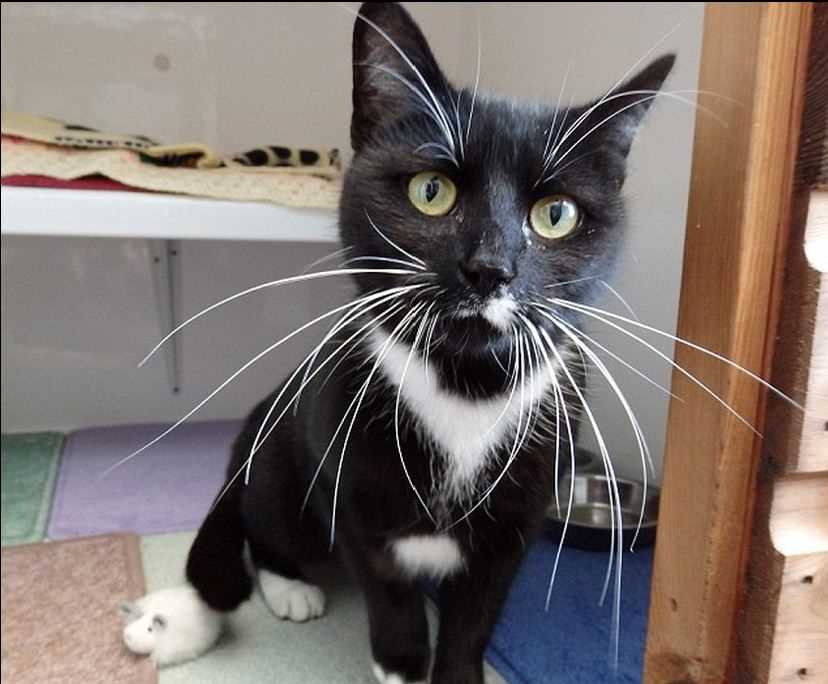 Do Extended Facial Hairs Indicate a Feline's Well-Being?