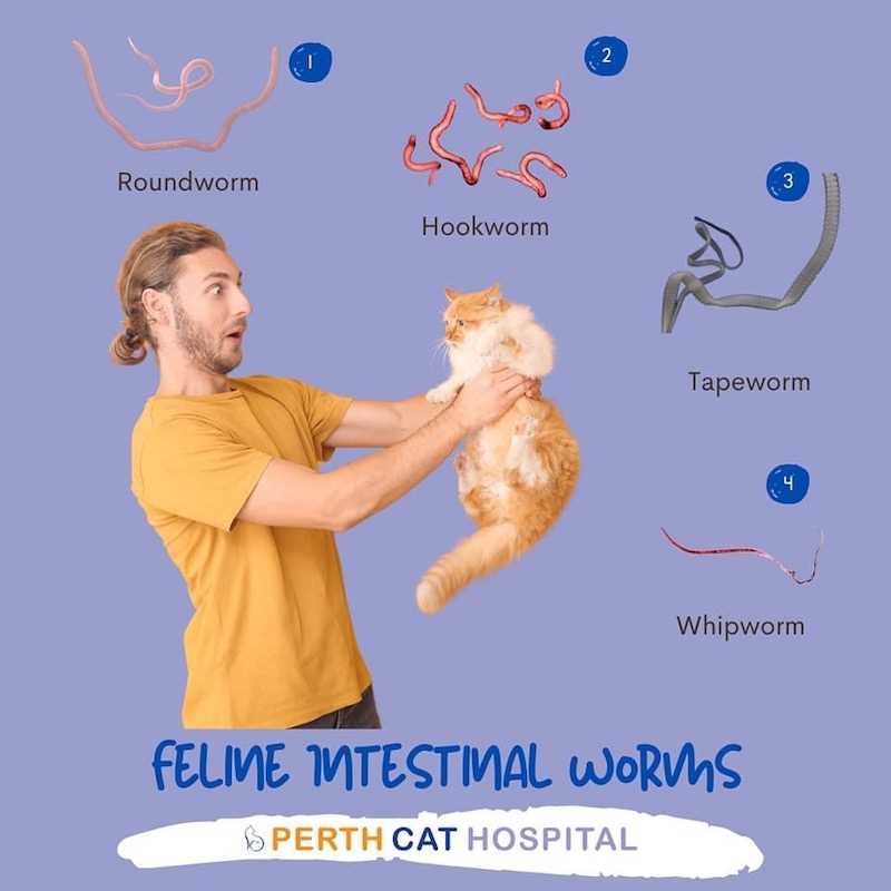 How Felines Contract Intestinal Parasites from Their Surroundings