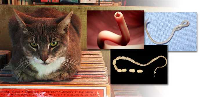 Symptoms Indicating Your Feline Might Have Intestinal Parasites