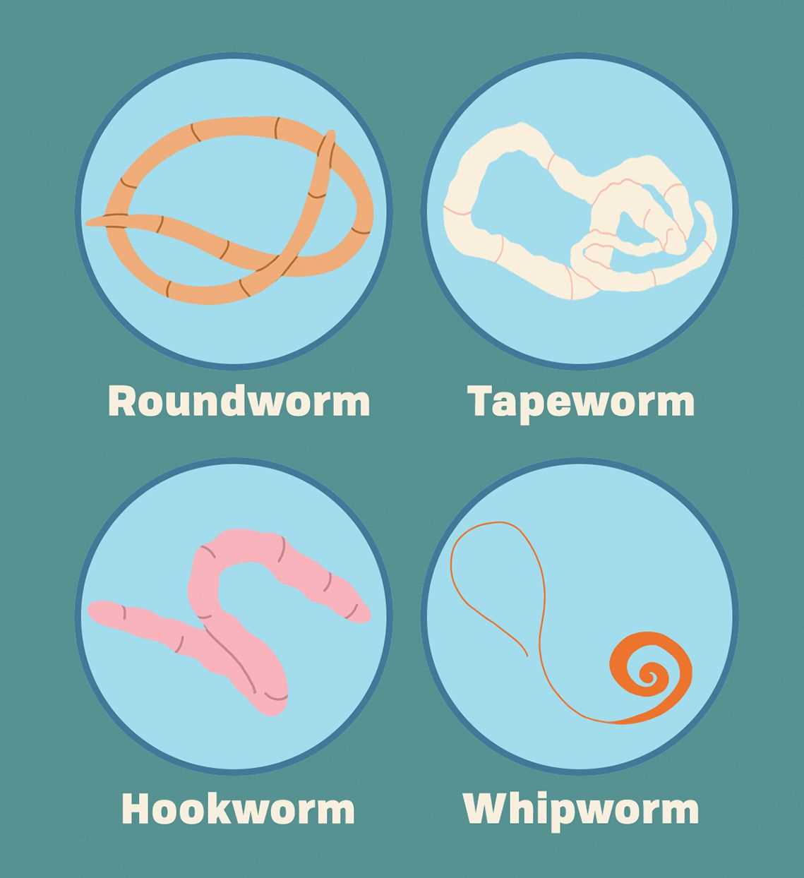 Preventative Measures to Protect Your Feline Friend from Intestinal Pests
