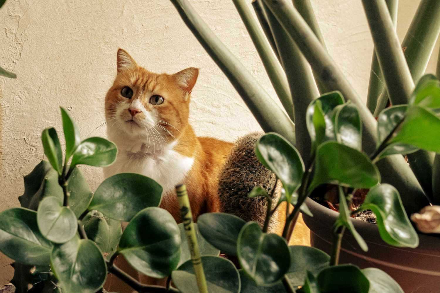 Watering Tips