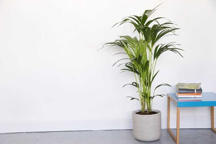 Natural Deterrents