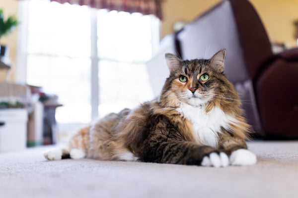 Health Considerations for Domestic Long Hair Cats