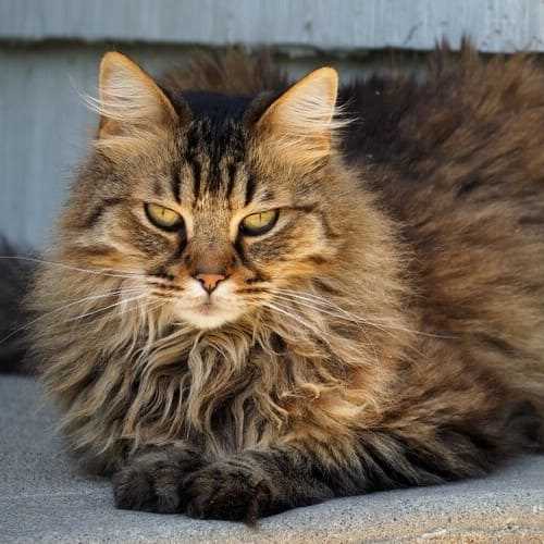 Behavioral Traits of Domestic Long Hair Cats